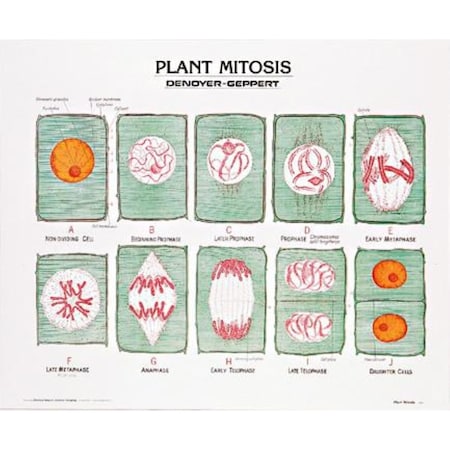 Charts/Posters, Plant Mitosis Chart Mounted